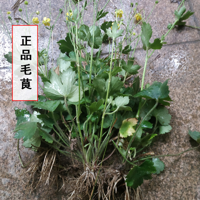 正品多年生圆叶起泡石龙芮毛茛