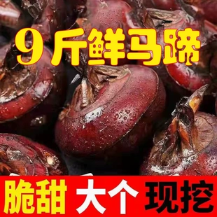 广西特产新鲜马蹄9斤荸荠大果当季 现挖脆地栗农家水果5斤饽荠即食