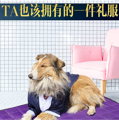 萨摩耶领结金毛大型犬西服变身装
