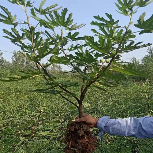 无花果树苖特大波姬红盆栽南北方种植果树苖当年结果无花果苖