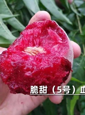 嫁接血桃桃树苗成熟特大脆甜红肉紫肉血桃苗四季种植当年结果树苗