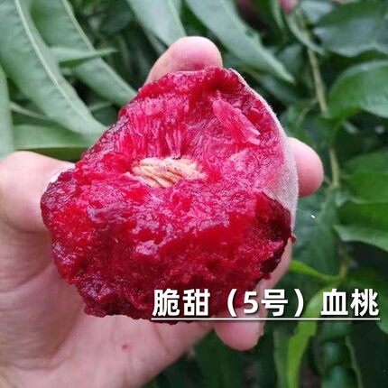 嫁接血桃桃树苗成熟特大脆甜红肉紫肉血桃苗四季种植当年结果树苗