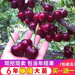 车厘子树苗樱桃苗树南方北方四季种植盆栽庭院果树樱桃树大樱桃苗