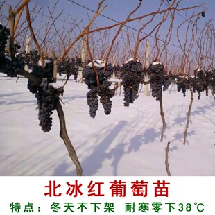 北冰红葡萄树苗双红冰葡萄树苗耐寒爬藤山葡萄果树果苗四季种植苗