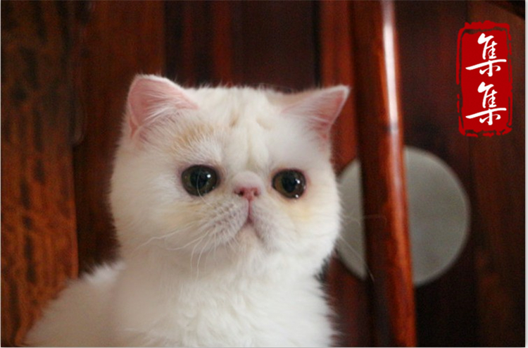 集集名猫  异国短毛猫 加菲猫 异短加菲红梵妹妹 4个月