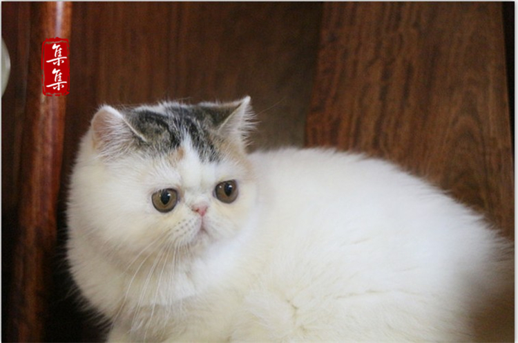 集集名猫 CFA血统 异国短毛加菲猫 异短净梵三花妹妹 4个月