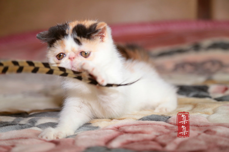 集集名猫 双CFA血统绿纸 异国短毛猫 加菲 梵三花妹妹 接受预定