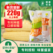 头茬新玉米 耕耘农人颐粟甜糯玉米新鲜低脂甜糯真空独立新包装