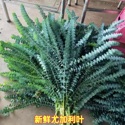 尤加利叶鲜花花材云南风干天然真花客厅插花树枝装饰摆件干花束