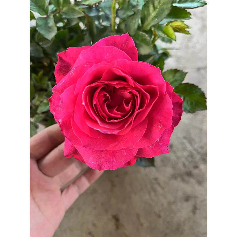 【新皇后】180育苗盆月季玫瑰阳台庭院种植多季开花花卉