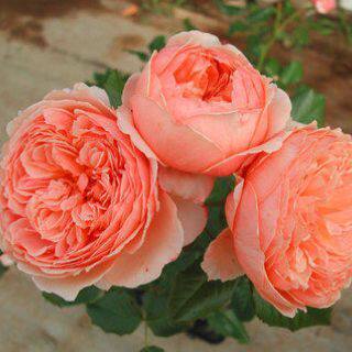 "真宙"月季1加仑盆栽欧月灌木庭院阳台四季开花勤花花园植物