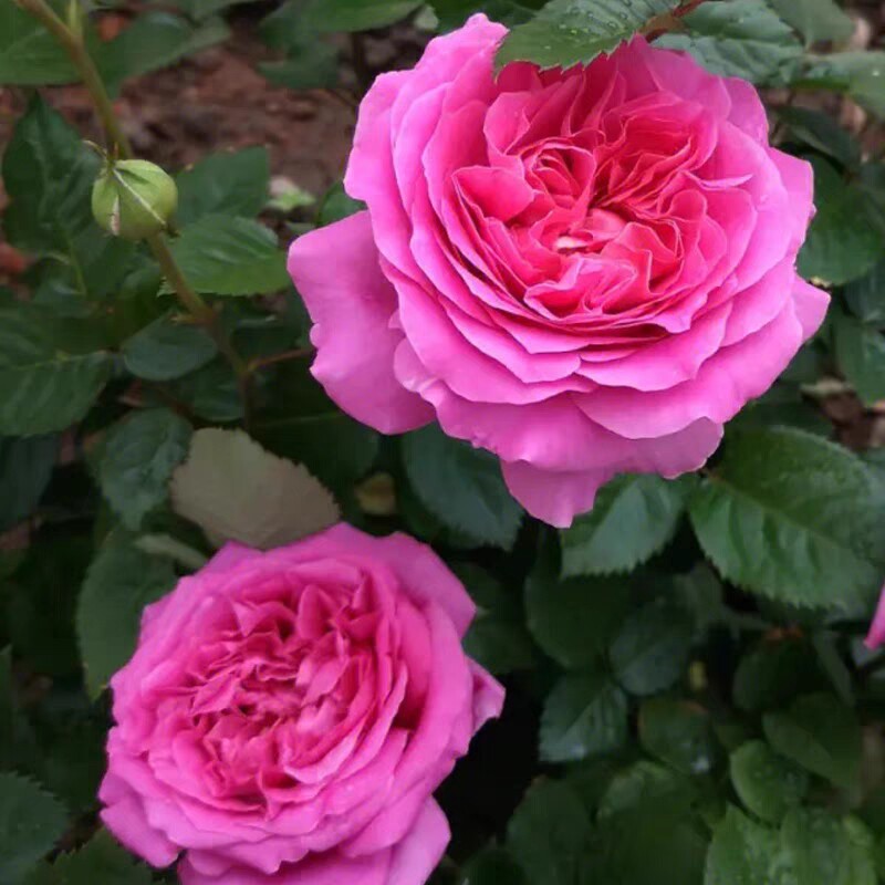 伯纳黛特·拉芳特中苗扦插浓香大花月季勤花抗病耐寒庭院绿植盆栽