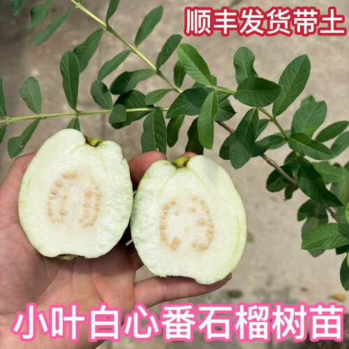 小叶白心番石榴树苗香甜胭脂红芭乐果树苗盆栽地栽南方北方种植