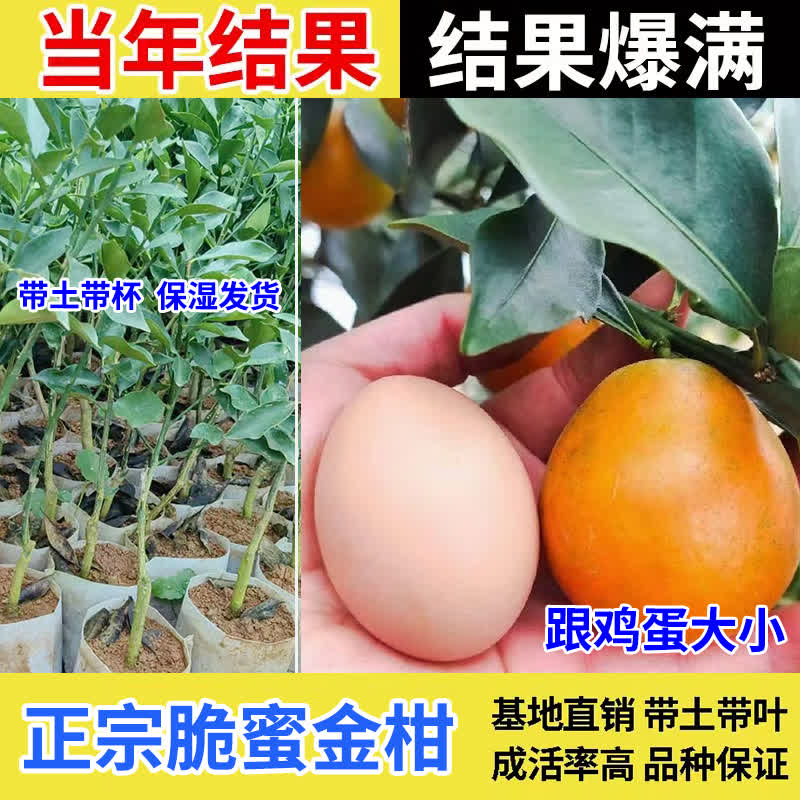 广西融安脆蜜金桔苗嫁接果树苗耐寒大果品种盆栽地栽庭院带土带叶