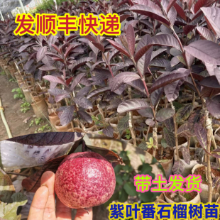 紫叶番石榴苗紫心番石榴树苗四季结果盆栽地栽南方种植带土发