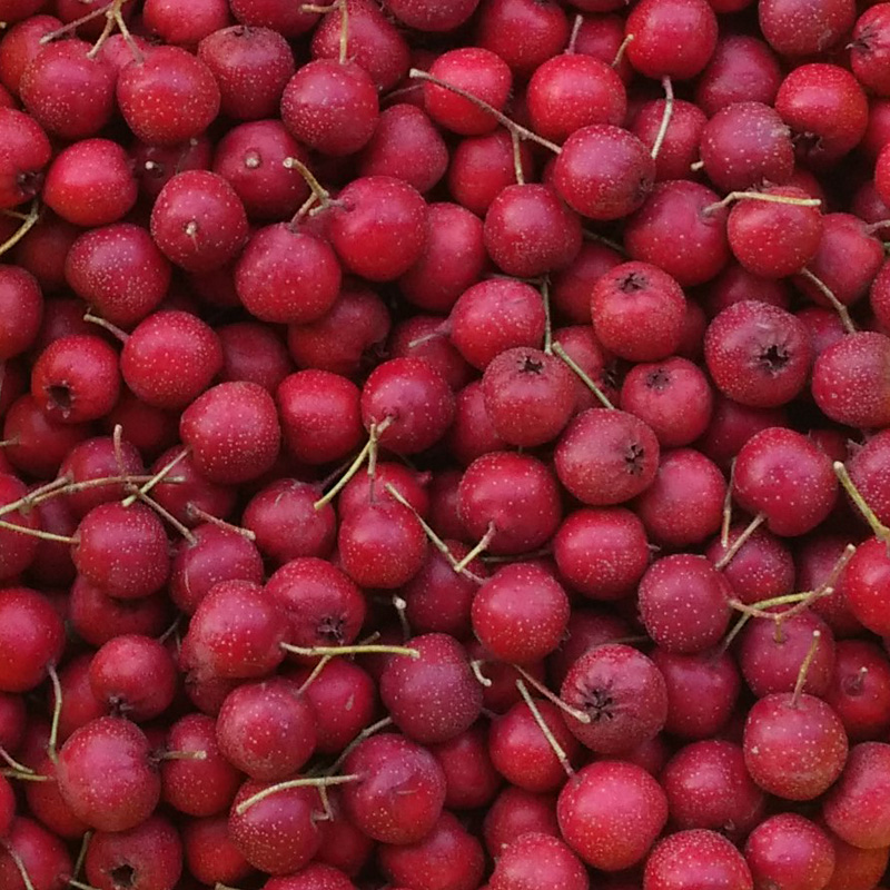 甘肃特产 红山楂山里红新鲜水果包5斤包邮