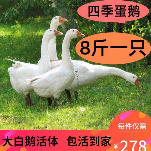 8斤成年鹅活体狮头鹅三花鹅宠物鸭大白鹅老鹅下蛋鹅五龙鹅7斤活鹅