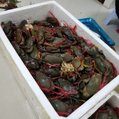 缅甸孟加拉螃蟹 胖哥俩肉蟹煲鲜活野生小青蟹海蟹 1只2两公蟹