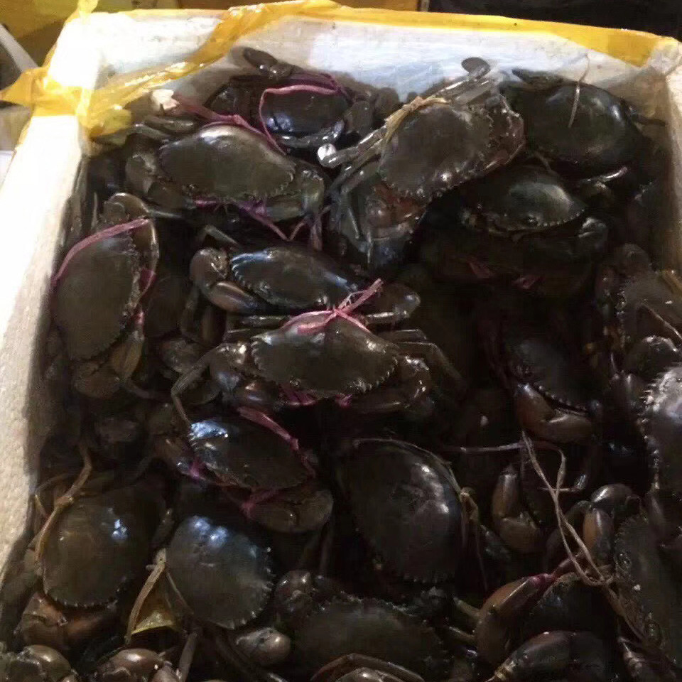 缅甸波格力螃蟹(3斤装8-11只公蟹)香辣青蟹迷踪蟹野生海蟹海鲜活