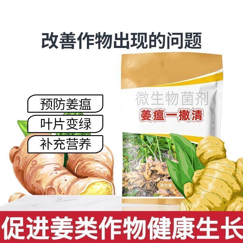 生姜姜瘟一撒清微生物肥料改善预防姜瘟姜腐烂脖子炭疽叶枯