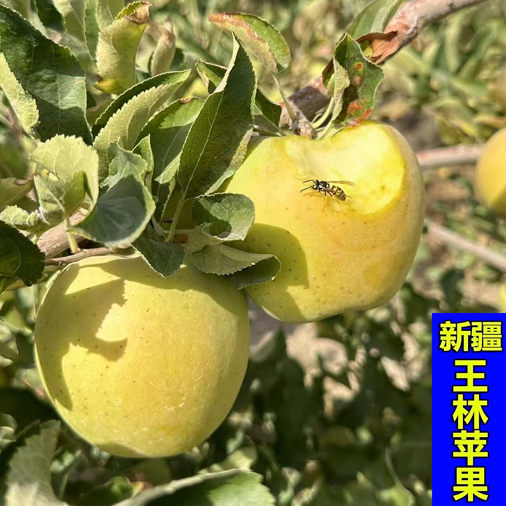 新疆直发正宗青森苹果王林苹果雀斑当季新鲜水果酸甜孕妇脆甜整箱