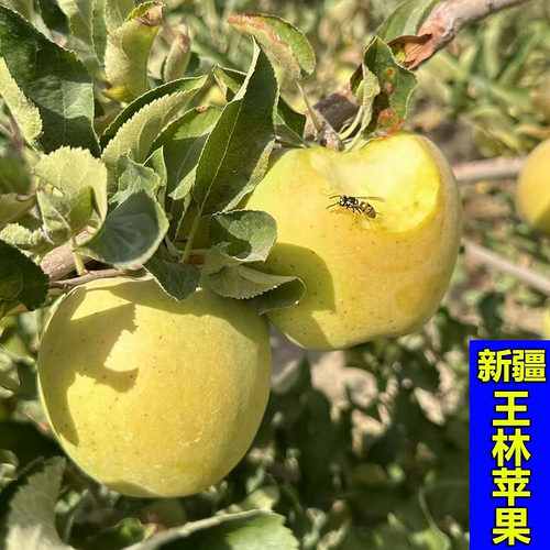 阿克苏王林苹果当季鲜果