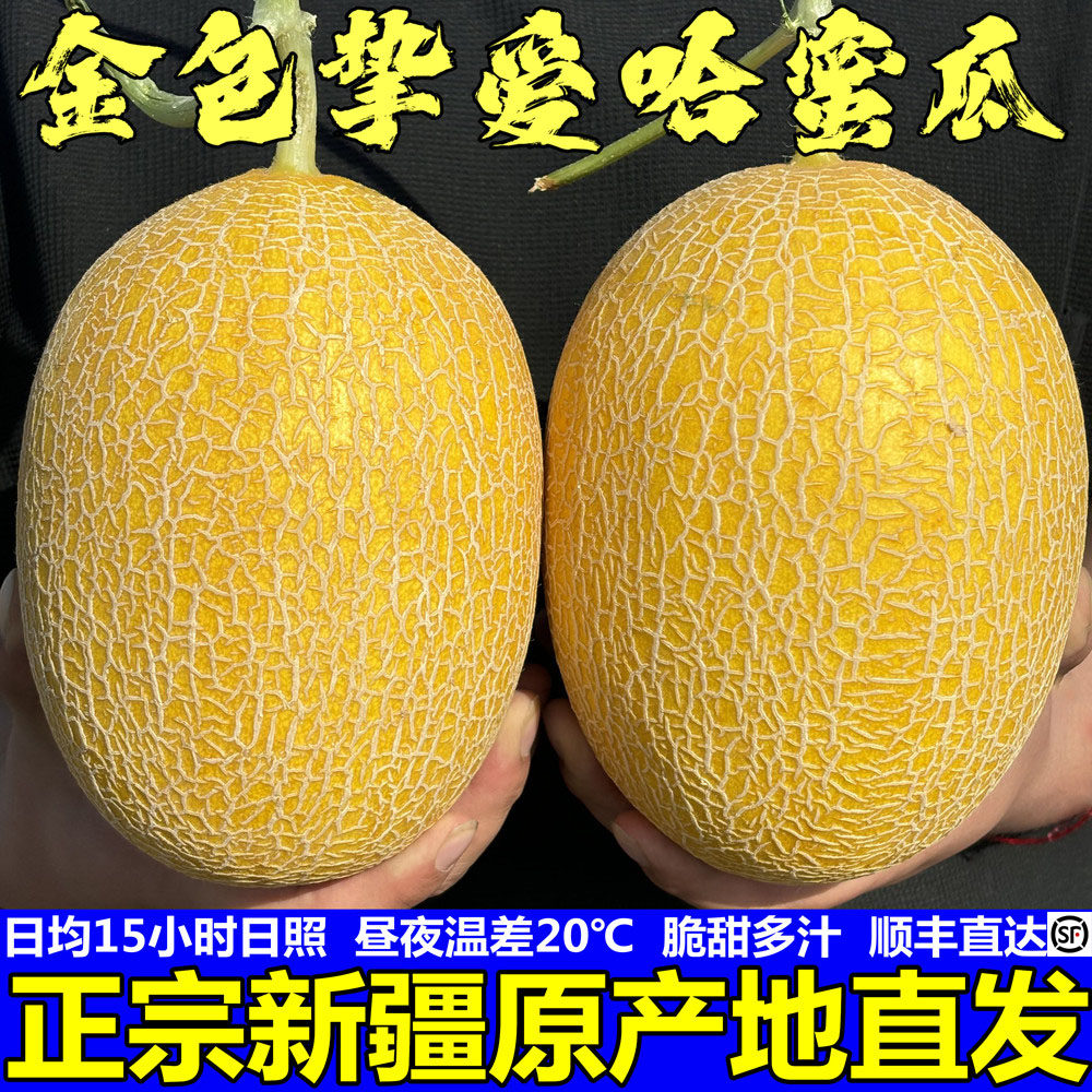 新疆哈密瓜正宗金色年华脆甜黄金蜜瓜多汁甜瓜当季新鲜水果直发