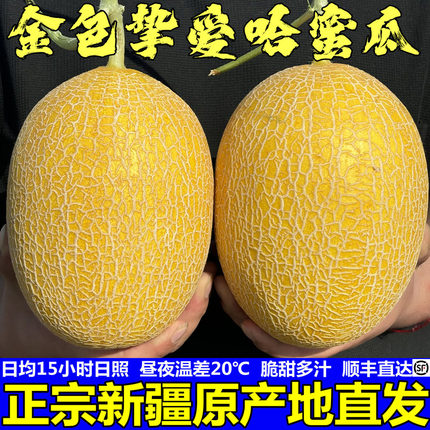 新疆哈密瓜正宗金色年华脆甜黄金蜜瓜多汁甜瓜当季新鲜水果直发