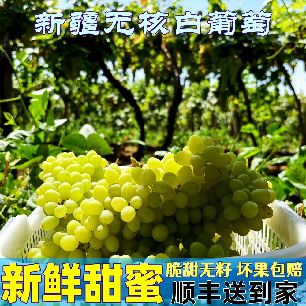 新鲜无核白葡萄新疆吐鲁番葡萄