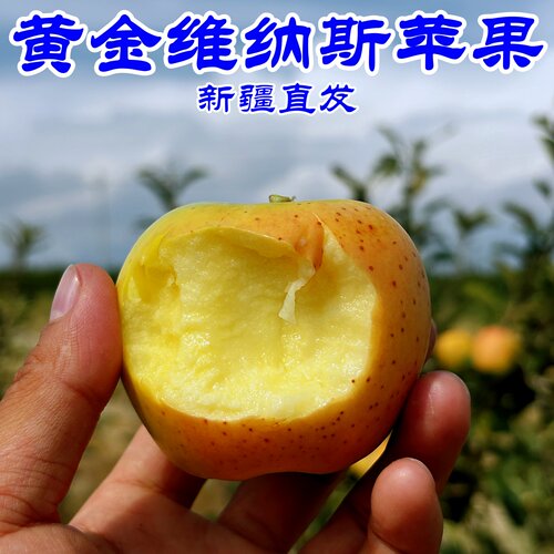 新疆黄金维纳斯苹果脆甜小苹果