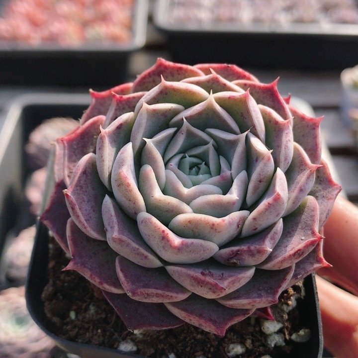 海琳娜  多肉植物盆栽稀有罕见高颜值精品迷你桌面绿植（20包邮）