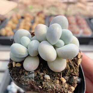 原始奶酪  可爱精品高颜值多肉植物阳台窗台好养小盆栽（20包邮）