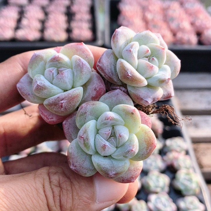 冰玉  多肉植物盆栽室内阳台窗台可爱好养名贵萌肉肉(20包邮)