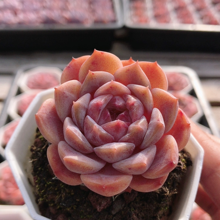 爱神  可爱精品高颜值多肉植物阳台窗台好养花卉小盆栽（20包邮）,鲜花速递/花卉仿真/绿植园艺,多肉植物,淘宝优惠券,粉丝福利购,淘宝优惠卷