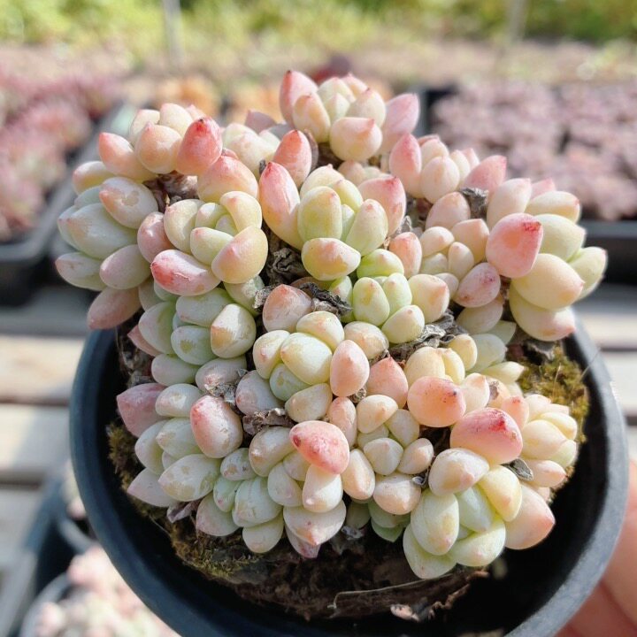 粉香水 多肉植物稀有品种贵货迷你罕见盆栽高颜值好养(20包邮)