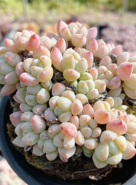 粉香水  多肉植物稀有品种贵货迷你罕见盆栽高颜值好养（20包邮）