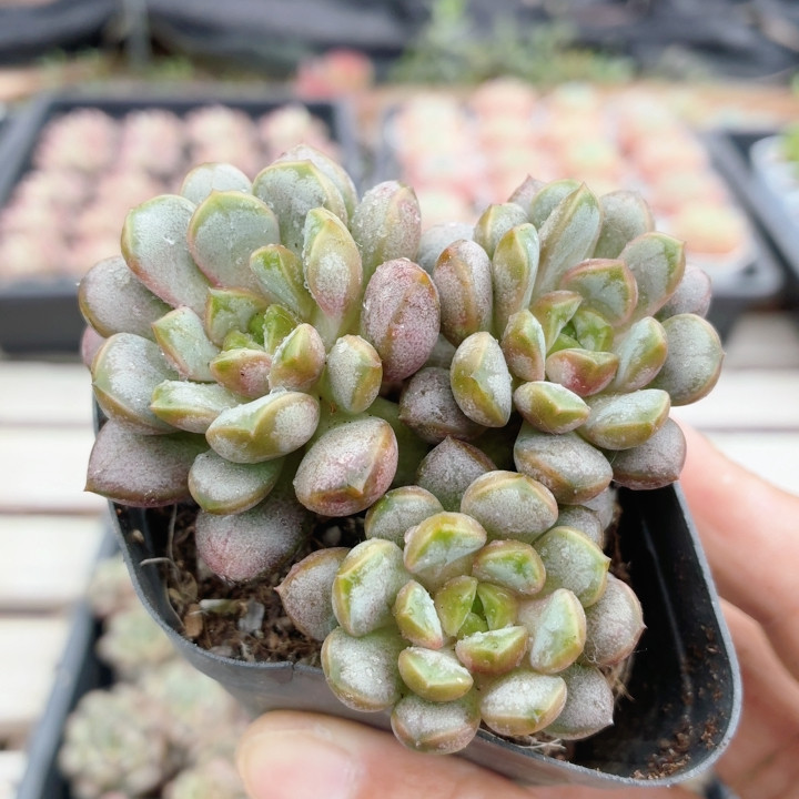 葡萄  名贵精品多肉植物可爱好养阳台办公室盆栽高颜值（20包邮）