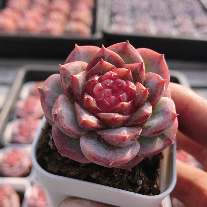 冻唇蜜  精品多肉植物室内新手好养桌面盆栽高颜值  （20包邮）