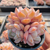 芙蓉橙 包邮 多肉植物阳台好养高颜值稀有名贵花卉绿植盆栽