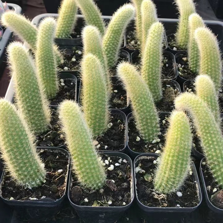 九尾狐  多肉植物仙人球新手好养易活绿植盆栽（20包邮）