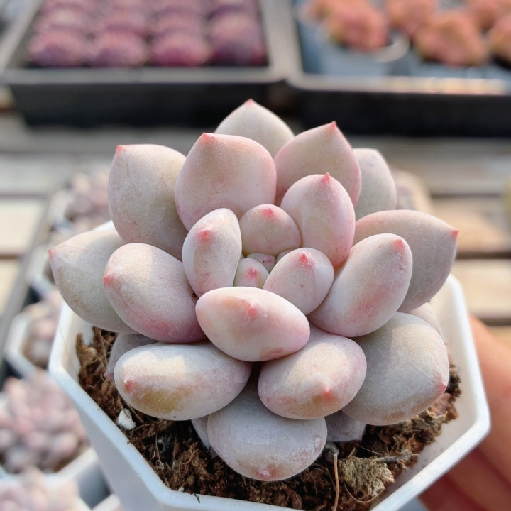半夏  多肉植物稀有名贵阳台办公室好养绿植花卉盆栽（20包邮）,鲜花速递/花卉仿真/绿植园艺,多肉植物,淘宝优惠券,粉丝福利购,淘宝优惠卷