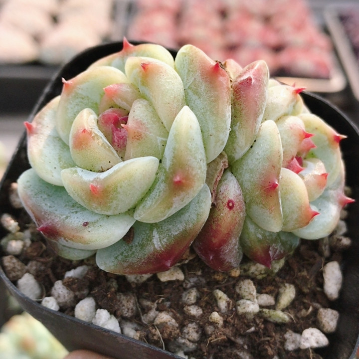 绿菩提  稀有多肉植物阳台窗台办公室内新手好养绿植盆栽（20包邮,鲜花速递/花卉仿真/绿植园艺,多肉植物,淘宝优惠券,粉丝福利购,淘宝优惠卷