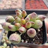 鼓槌水泡 包邮 多肉植物盆栽阳台办公桌高颜值绿植组合套餐