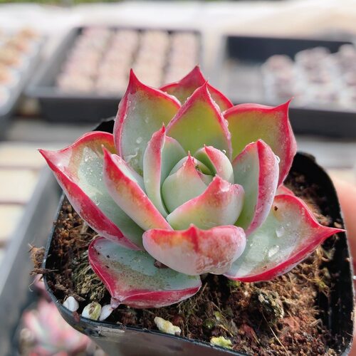 惊鸿仙子  多肉植物精品可爱盆栽办公室阳台好养高颜值（20包邮）