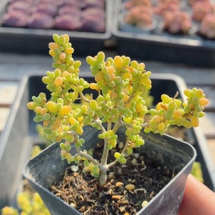 金桔枝干 稀有多肉植物阳台好养可爱绿植花卉高颜值盆栽(20包邮