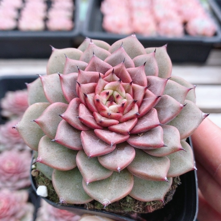 神迪  稀有多肉植物精致萌肉肉好养易活稀有品种小盆栽(20包邮