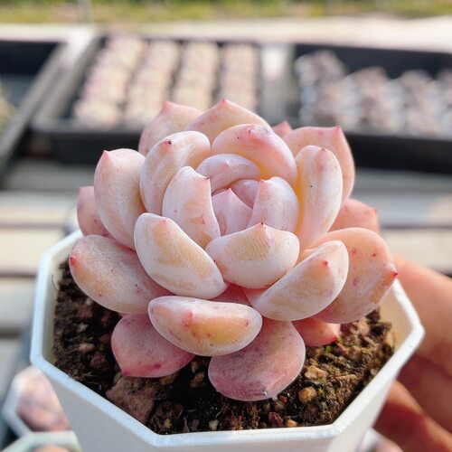雪天使  多肉植物高颜值小盆栽阳台办公桌好养绿植花卉（20包邮）