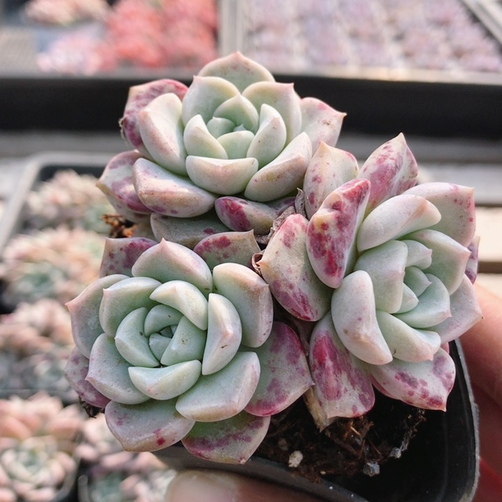 粉斑点  多肉植物粉色多肉精品肉肉办公室内花卉小盆栽（20包邮