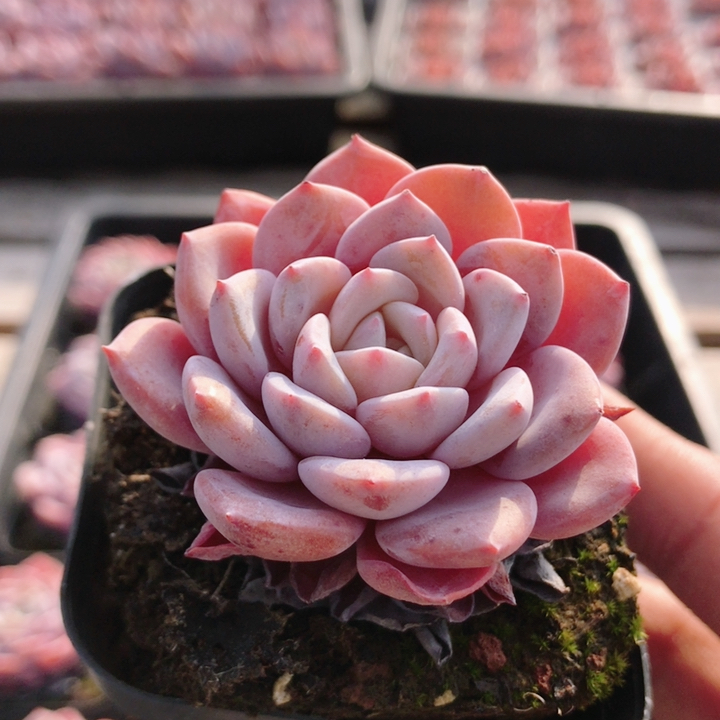 拉菲  可爱精品多肉植物绿植盆栽多肉好养易活稀有品种（20包邮）