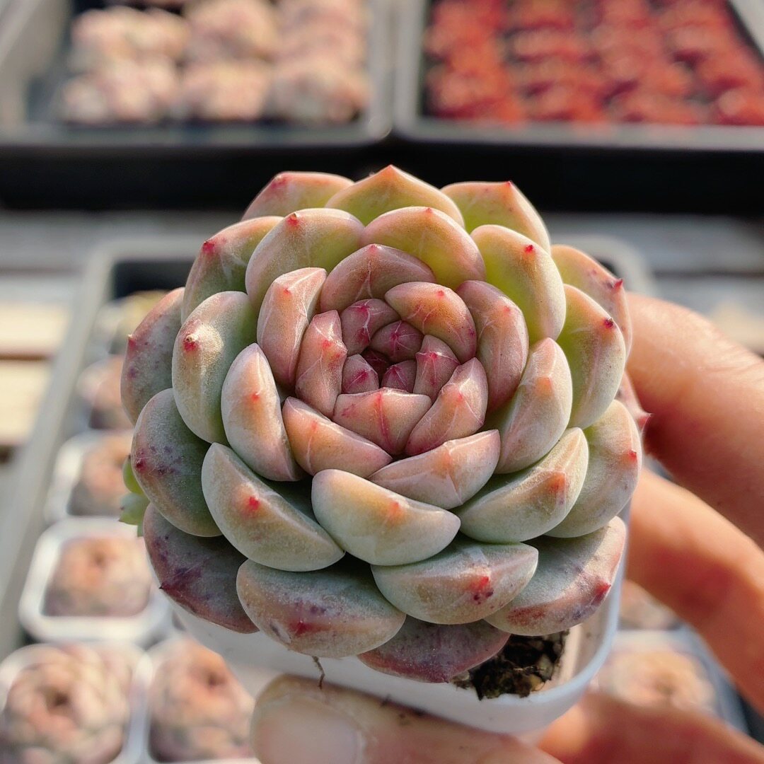 葡萄珍妮  稀有多肉植物盆栽阳台窗台好养高颜值绿植花卉（20包邮